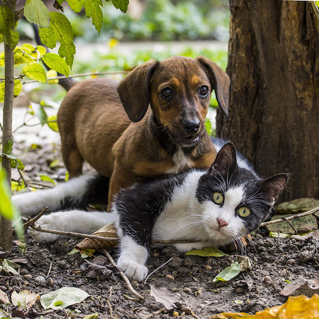 dog, cat, nature, dog - cat friendship, pet, pets, game, dachshund, animals, favourite, cute, animal, kitten